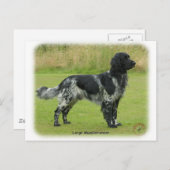 Carte Postale Grand Munsterlander (Devant / Derrière)