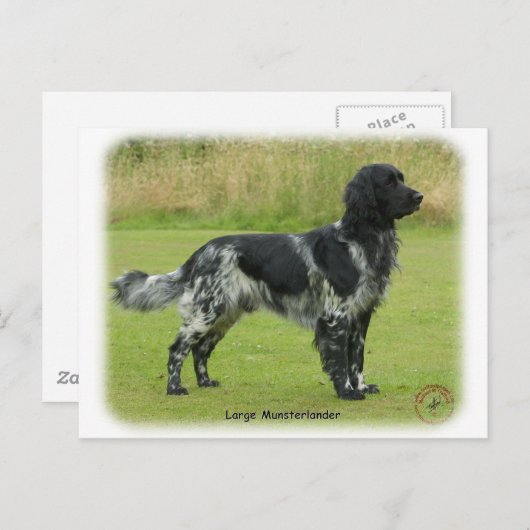 Carte Postale Grand Munsterlander (Devant / Derrière)