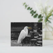 Carte Postale Grand oiseau (Debout devant)
