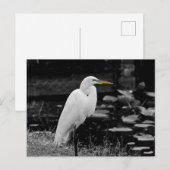 Carte Postale Grand oiseau (Devant / Derrière)