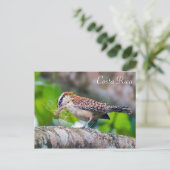 Carte Postale Grand oiseau d'Amérique construisant un nid - Cost (Debout devant)