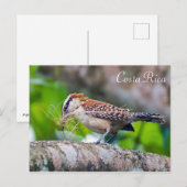 Carte Postale Grand oiseau d'Amérique construisant un nid - Cost (Devant / Derrière)