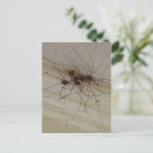 Carte Postale grand papa longues jambes cadeaux d'araignée (Debout devant)