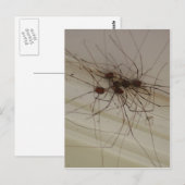 Carte Postale grand papa longues jambes cadeaux d'araignée (Devant / Derrière)