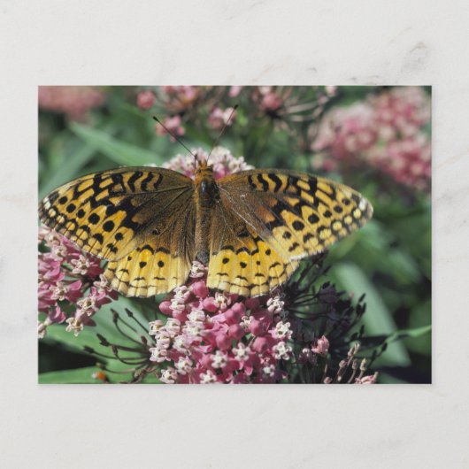 Carte Postale Grand Papillon Fritillaire Spangé (Devant)