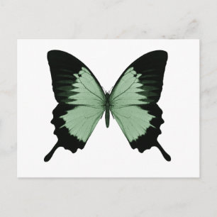 Carte Postale Grand Papillon vert et noir