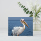 Carte Postale Grand pélican blanc (Debout devant)