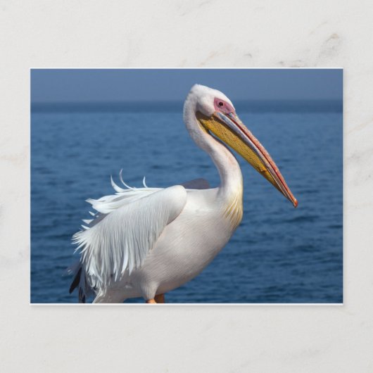 Carte Postale Grand pélican blanc (Devant)