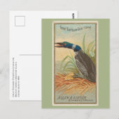 Carte Postale Grand Plongeur du Nord (Loon) (Devant / Derrière)