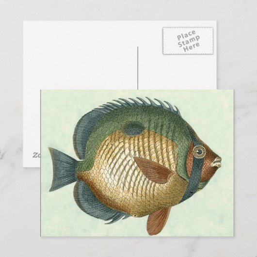 Carte Postale Grand Poisson Coloré (Devant / Derrière)