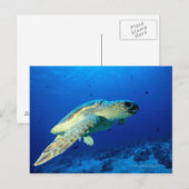 Carte Postale Grand Récif de la Grande Barrière, Australie 2 (Devant / Derrière)