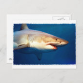 Carte Postale Grand requin blanc (Devant / Derrière)
