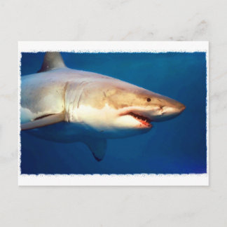 Carte Postale Grand requin blanc