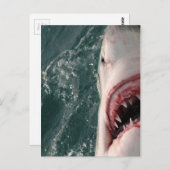 Carte Postale Grand requin blanc (Devant / Derrière)