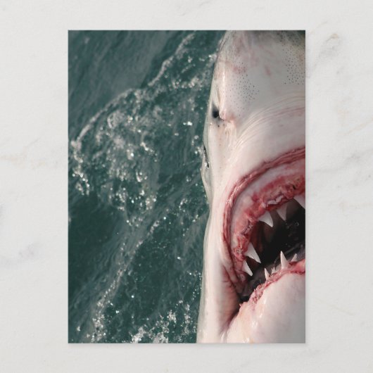 Carte Postale Grand requin blanc (Devant)