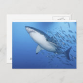 Carte Postale Grand requin blanc (Devant / Derrière)