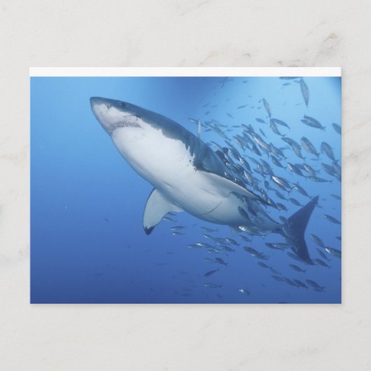 Carte Postale Grand requin blanc (Devant)
