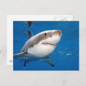 Carte Postale Grand requin blanc (Devant / Derrière)