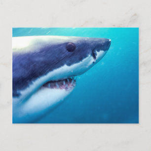 Carte Postale Grand requin blanc Afrique du Sud