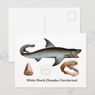 Carte Postale Grand Requin Blanc (Squalus Carcharias)