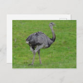 Carte postale Grand Rhea #1 (Devant / Derrière)