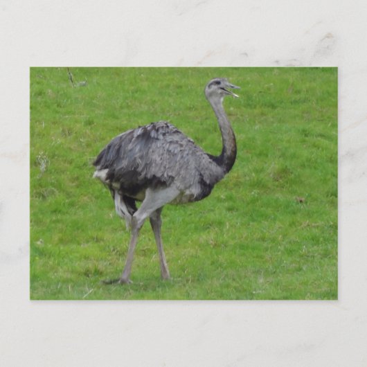 Carte postale Grand Rhea #1 (Devant)