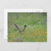 Carte Postale Grand Roadrunner, Geococcyx (Devant / Derrière)