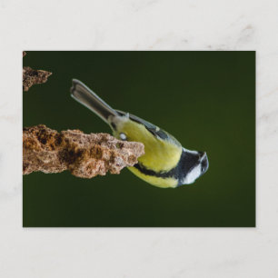 Carte Postale Grand Tit en automne