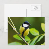 Carte Postale Grand Tit en automne (Devant / Derrière)