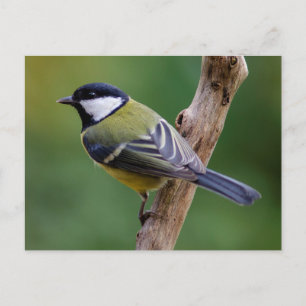 Carte Postale Grand Tit en automne