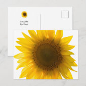 Carte postale grand tournesol (Devant / Derrière)