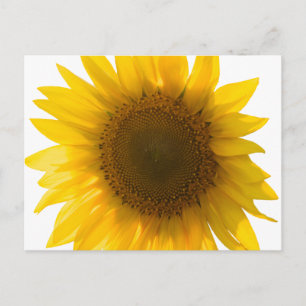 Carte postale grand tournesol