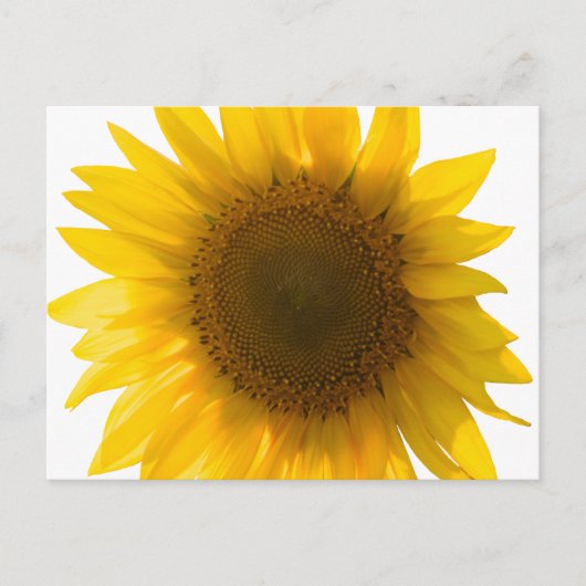 Carte postale grand tournesol (Devant)