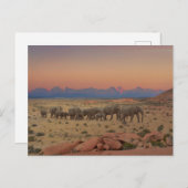 Carte Postale Grand troupeau d'éléphants (Devant / Derrière)