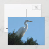 Carte Postale Grande Aigrette en Floride ensoleillée (Devant / Derrière)