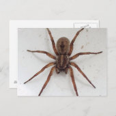 Carte Postale grande araignée à l'apparence marron (Devant / Derrière)