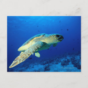 Carte Postale Grande barrière de corail, Australie 2