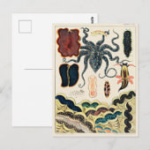 Carte Postale Grande barrière de corail d'Australie (Devant / Derrière)