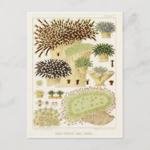 Carte Postale Grande barrière vintage de corail d'Australie