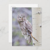 Carte Postale Grande branche de peuplier faux-tremble gris (Devant / Derrière)