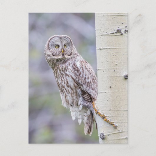 Carte Postale Grande branche de tremble gris (Devant)