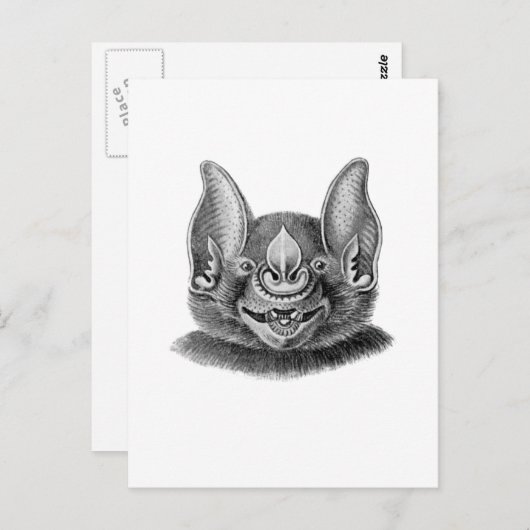 Carte Postale Grande chauve-souris à nez large (Devant / Derrière)