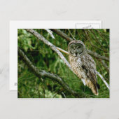 Carte postale Grande Chouette gris (Devant / Derrière)