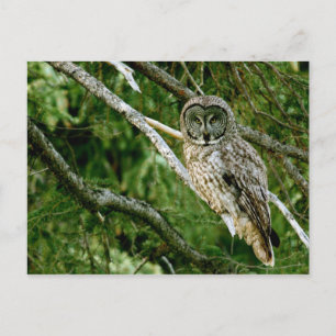 Carte postale Grande Chouette gris