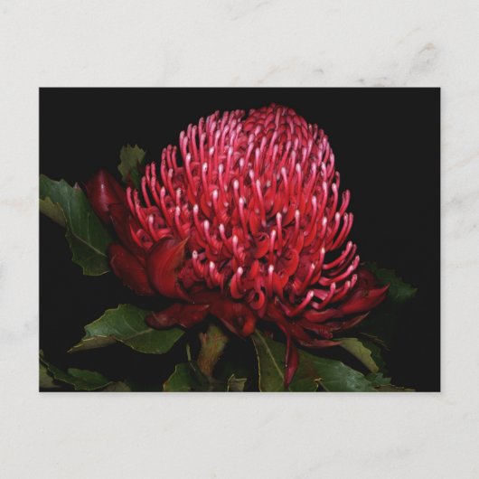 Carte Postale Grande Dame australienne (Devant)