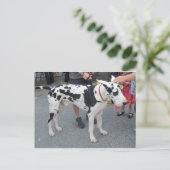 Carte Postale Grande Dane (Debout devant)
