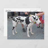 Carte Postale Grande Dane (Devant / Derrière)