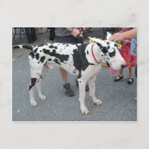 Carte Postale Grande Dane