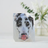 Carte Postale Grande Danse - Arlequin - Ma Langue Touche Mon Nez (Debout devant)