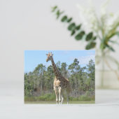 Carte Postale Grande Giraffe Au Zoo (Debout devant)